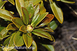 Rostblättrige Alpenrose (Rhododendron ferrugineum) (F241691)