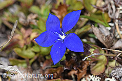 Schleichers Enzian (Gentiana schleicheri) (F241706) Schleichers Enzian (Gentiana schleicheri) (F241706)