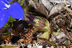 Schleichers Enzian (Gentiana schleicheri) (F241707) Schleichers Enzian (Gentiana schleicheri) (F241707)