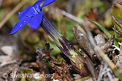 Schleichers Enzian (Gentiana schleicheri) (F241709) Schleichers Enzian (Gentiana schleicheri) (F241709)