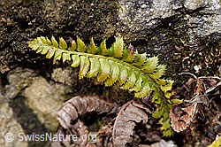 Polystichum lonchitis (F241715)