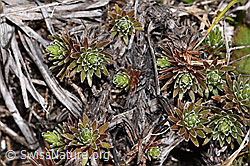 Goldprimel (Androsace vitaliana) (F241733) Goldprimel (Androsace vitaliana) (F241733)