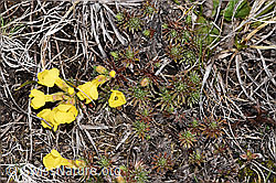 Goldprimel (Androsace vitaliana) (F241735) Goldprimel (Androsace vitaliana) (F241735)