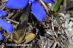 Schleichers Enzian (Gentiana schleicheri) (F241751) Schleichers Enzian (Gentiana schleicheri) (F241751)