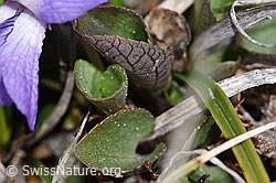 Foto: Felsen-Veilchen (Viola rupestris)