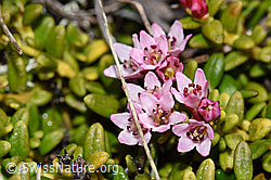 Loiseleuria procumbens (F241758)