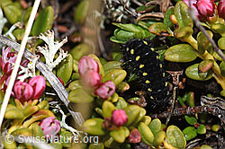 Alpen-Widderchen (Zygaena exulans, Raupe) auf Alpenazalee (Loiseleuria procumbens) (F241778)