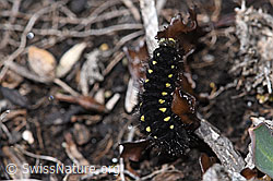 Alpen-Widderchens Raupe (Zygaena exulans)