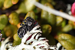 Foto: Springspinne (Unbekannte Art 01) auf Alpenazalee (Loiseleuria procumbens)