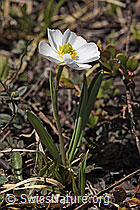 Ranunculus kuepferi (F241840)