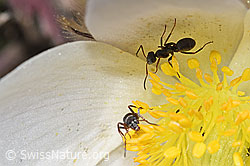 Formica lemani (Waldameise) auf Frühlings-Anemone (Pulsatilla vernalis) (F241850) Formica lemani (Waldameise) auf Frühlings-Anemone (Pulsatilla vernalis) (F241850)