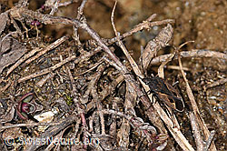 Rhyparochromus pini (Wanze) (F241857) Rhyparochromus pini (Wanze) (F241857)