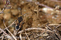 Rhyparochromus pini (Wanze) (F241859) Rhyparochromus pini (Wanze) (F241859)