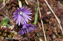 Grosses Alpenglöckchen (Soldanella alpina) (26.05.2023, F241860)