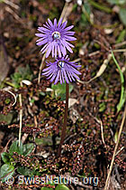 Grosses Alpenglöckchen (Soldanella alpina) (26.05.2023, F241861)