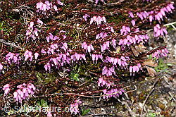 Erika (Erica carnea) (F241872)