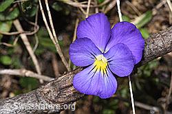 Langsporniges Stiefmütterchen (Viola calcarata) (F241879) Langsporniges Stiefmütterchen (Viola calcarata) (F241879)