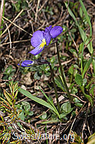Langsporniges Stiefmütterchen (Viola calcarata) (F241881) Langsporniges Stiefmütterchen (Viola calcarata) (F241881)