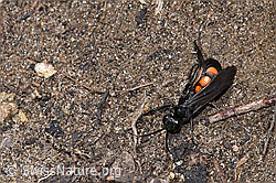 Frühlings-Wegwespe (Anoplius viaticus) (F241914)