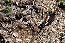 Frühlings-Wegwespe (Anoplius viaticus) (F241920)
