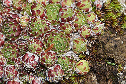 Sempervivum arachnoideum (F241942)
