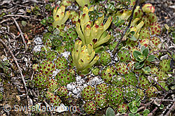 Sempervivum arachnoideum (F241948)