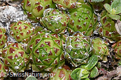 Spinnweb-Hauswurz (Sempervivum arachnoideum) (26.05.2023, F241950)