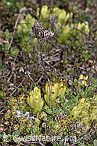 Sempervivum arachnoideum (F241953)