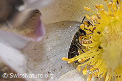 Dunkelgrüne Schmalbiene (Lasioglossum morio) auf Frühlings-Anemonen (Pulsatilla vernalis) (F241963) Dunkelgrüne Schmalbiene (Lasioglossum morio) auf Frühlings-Anemonen (Pulsatilla vernalis) (F241963)