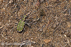 Foto: Feld-Sandlaufkäfer (Cicindela campestris)