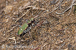 Foto: Feld-Sandlaufkäfer (Cicindela campestris)