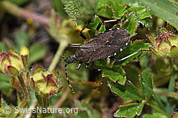 Foto: Dicranocephalus medius (Wolfsmilchwanze)