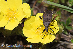 Foto: Dicranocephalus medius (Wolfsmilchwanze)