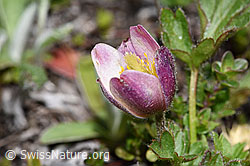 Frühlings-Anemonen (Pulsatilla vernalis) (26.05.2023, F242000)