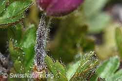 Pulsatilla vernalis (F242005)
