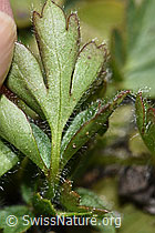 Pulsatilla vernalis (F242006)