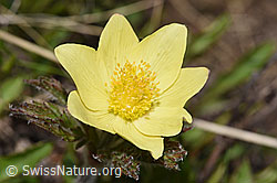 Schwefel-Anemone (Pulsatilla alpina ssp. apiifolia) (F242025)