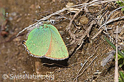 Brombeer-Zipfelfalter (Callophrys rubi) (F242026) Brombeer-Zipfelfalter (Callophrys rubi) (F242026)