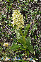 Dactylorhiza sambucina (F242030)