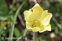 Schwefel-Anemone (Pulsatilla alpina ssp. apiifolia) (F242031)