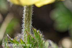 Schwefel-Anemone (Pulsatilla alpina ssp. apiifolia) (F242032)