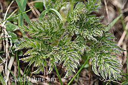 Schwefel-Anemone (Pulsatilla alpina ssp. apiifolia) (F242033)
