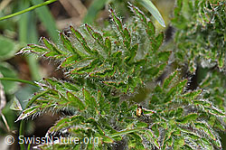 Schwefel-Anemone (Pulsatilla alpina ssp. apiifolia) (F242035)