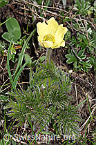 Schwefel-Anemone (Pulsatilla alpina ssp. apiifolia) (F242037)