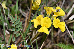 Schopfiger Hufeisenklee (Hippocrepis comosa) (F242042) Schopfiger Hufeisenklee (Hippocrepis comosa) (F242042)