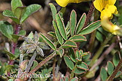 Schopfiger Hufeisenklee (Hippocrepis comosa) (F242043) Schopfiger Hufeisenklee (Hippocrepis comosa) (F242043)