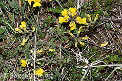 Schopfiger Hufeisenklee (Hippocrepis comosa) (F242045) Schopfiger Hufeisenklee (Hippocrepis comosa) (F242045)