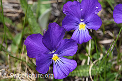 Viola calcarata (F242049)