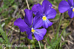 Viola calcarata (F242050)