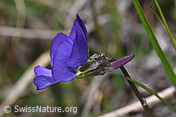 Viola calcarata (F242051)